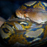 Twisted Snake